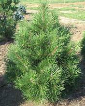 Austrian Pine