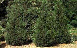 Hetzi Column Juniper