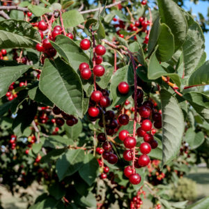 Chokecherry