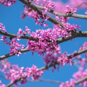 Redbud