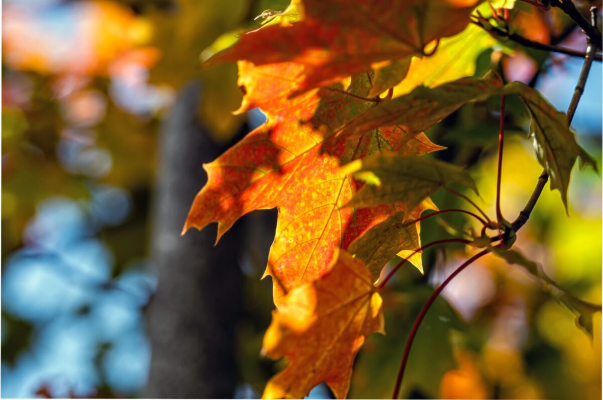 Exploring a Variety of Trees to Plant in the Fall and Spring for Residents of the Four Statesfeatured image