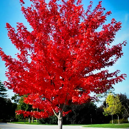 Maple, Autumn Flame, 15 gallon container – Van Becelaere Greenhouse ...