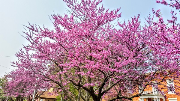 Redbud Tree Small