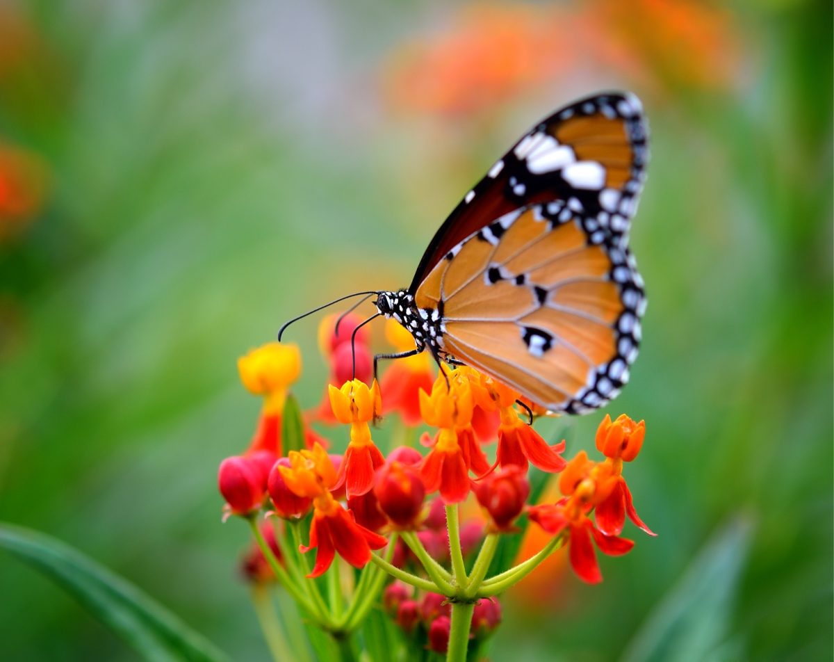 Discover local plant species that support pollinators and birds