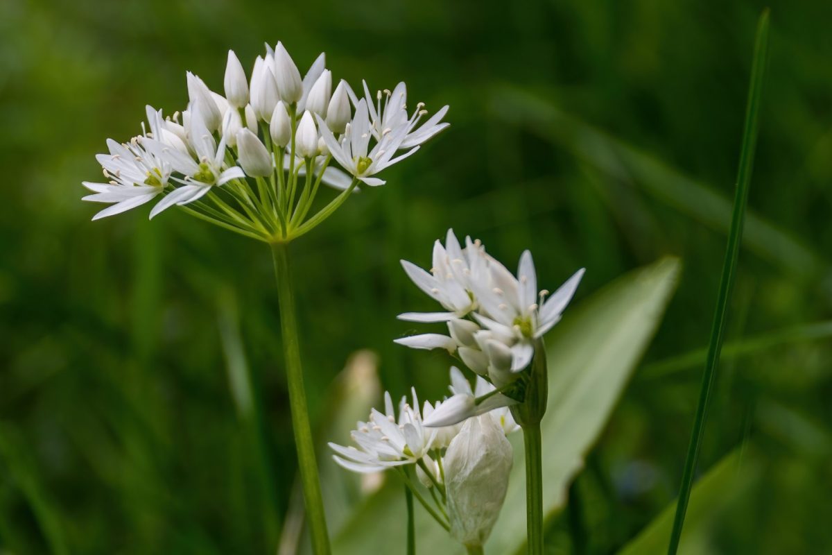 Drought tolerant plant options for the pittsburg, kansas, climate