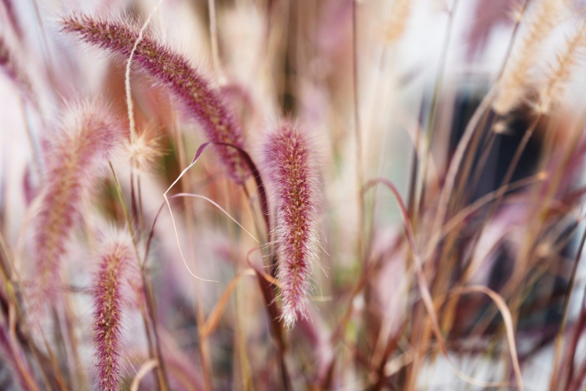 Envato heat tolerant plants for july your guide to a thriving summer garden