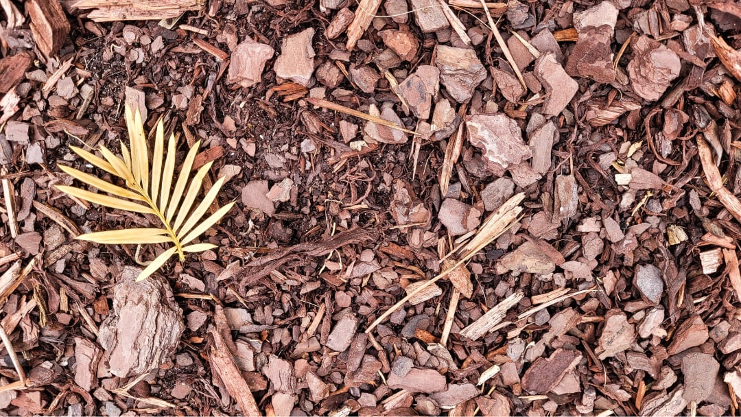 Envato mulching and moisture management keeping gardens alive