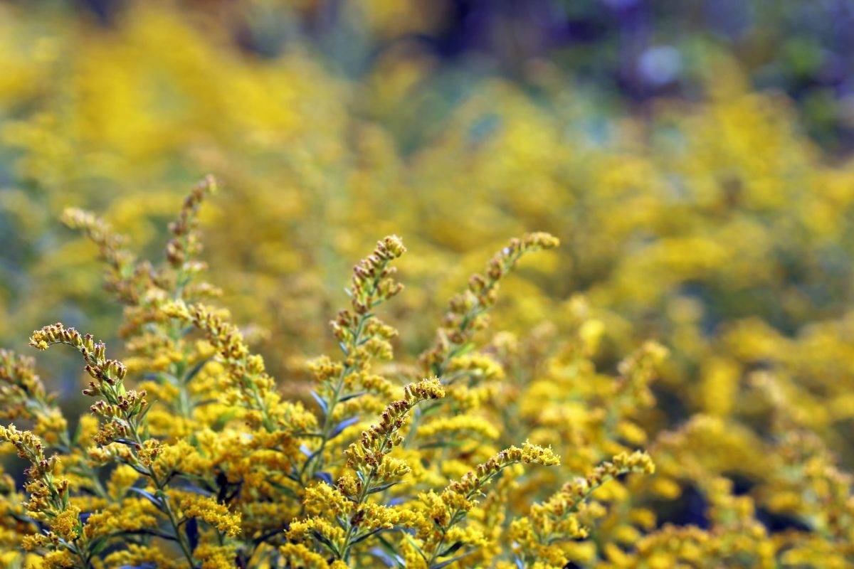 Envato pollinator gardening native plants to attract bees and butterflies in late summer