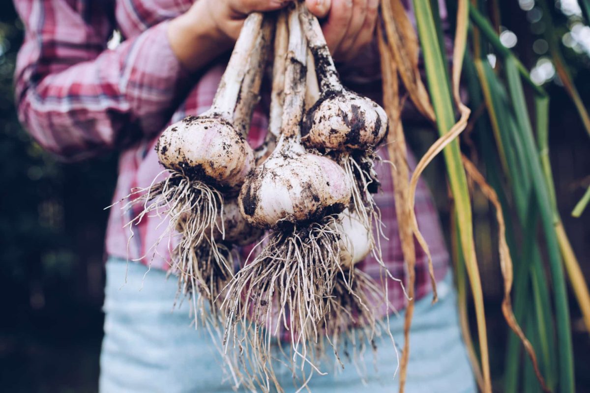 Envato planting garlic bulbs in october for harvest next summer