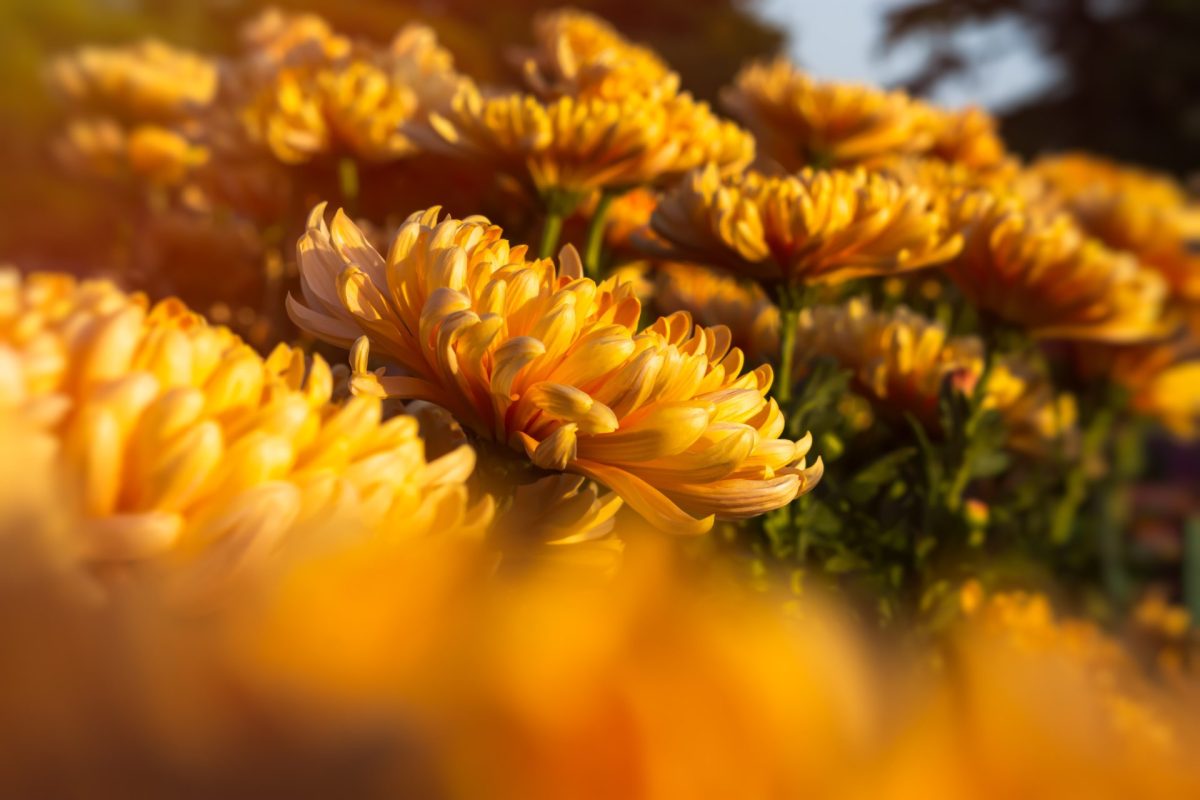 Background of yellow orange chrysanthemums closeup 2025 03 10 07 39 07 utc