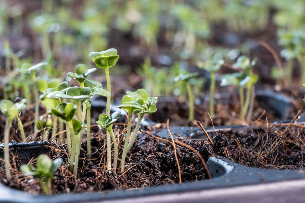 Envato Why February Is the Right Time to Start Seeds Indoors