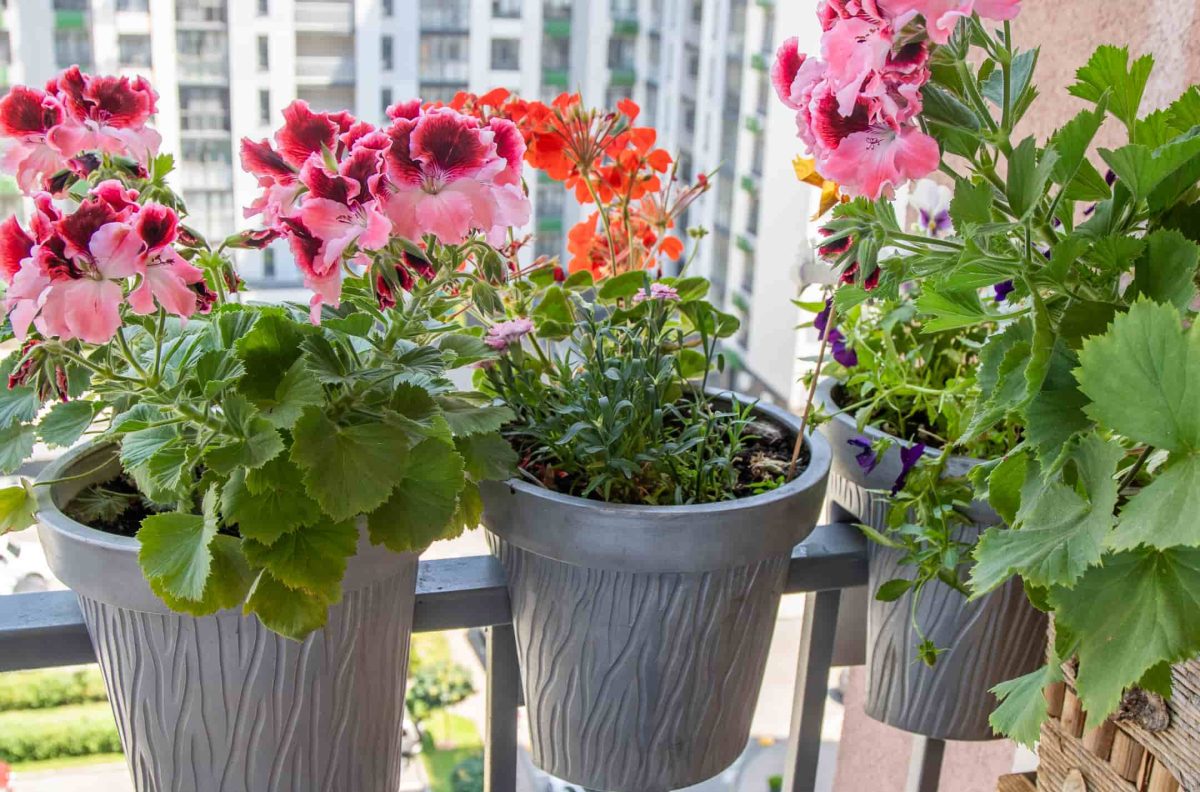 Envato Pittsburg, Kansas, Balcony and Porch Container Gardening Tips