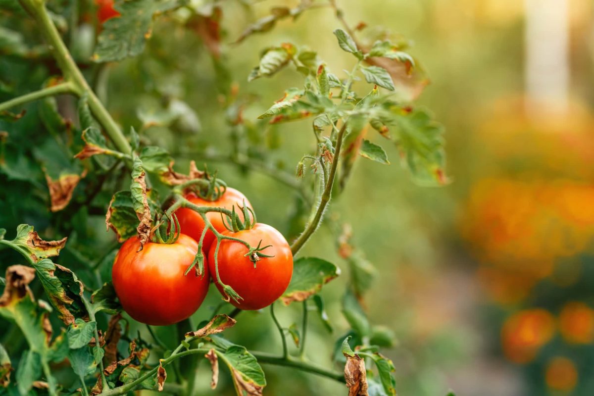 Envato Beat Heat Stress Deep Watering Tips for Pittsburg, Kansas