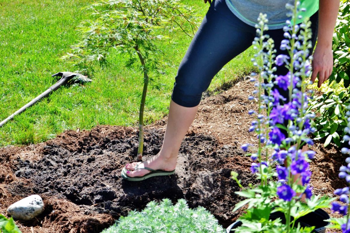 Envato Why September Beats Spring for Tree Planting in Kansas