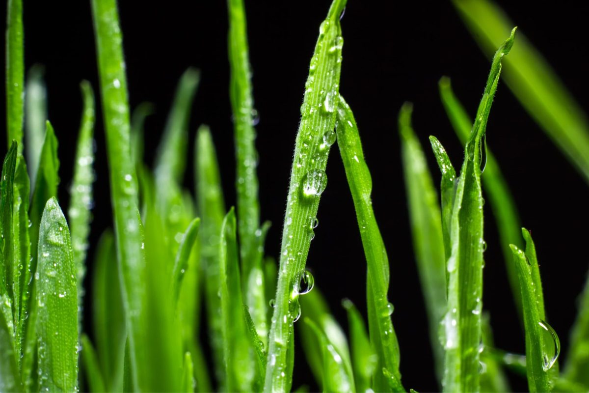 Envato Fall Lawn Care in Pittsburg Fescue Seed and Mower Tips
